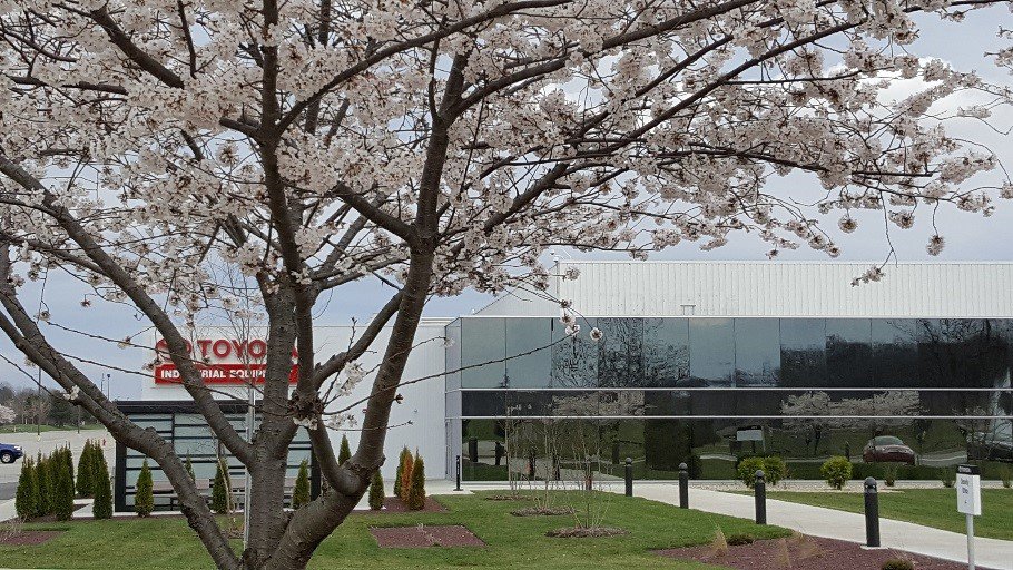 Prise de vue du campus des cerisiers en fleurs