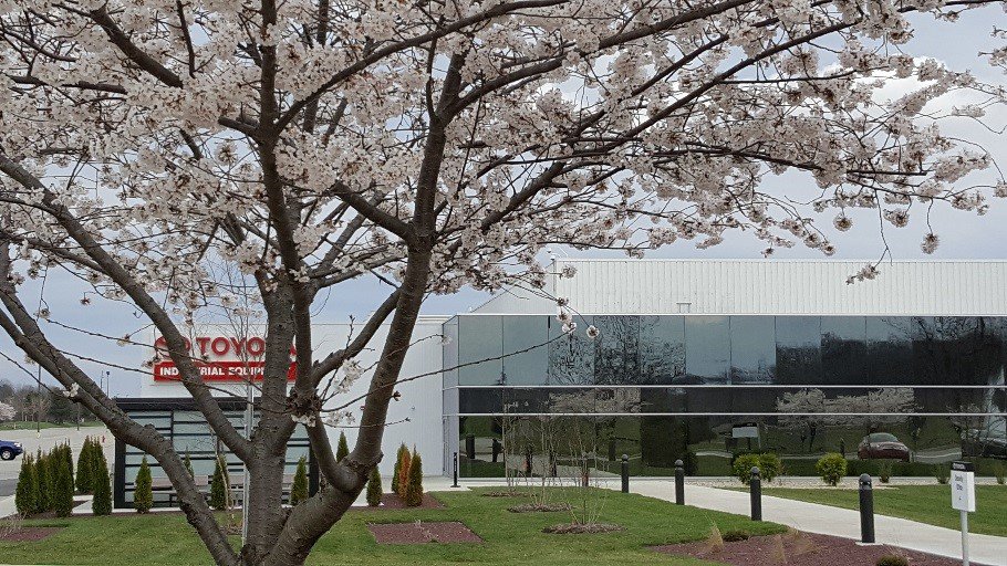 Un árbol de cerezo en flor en el campus de TMH